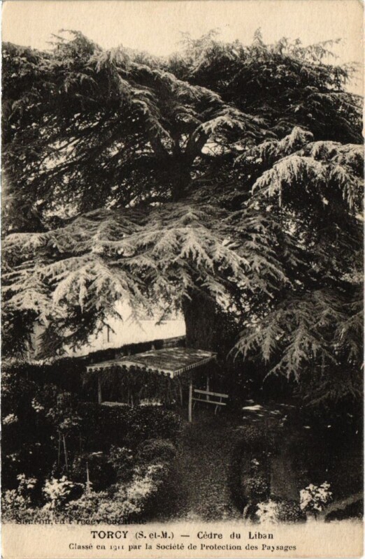 Carte postale ancienne Cèdre du Liban à Torcy