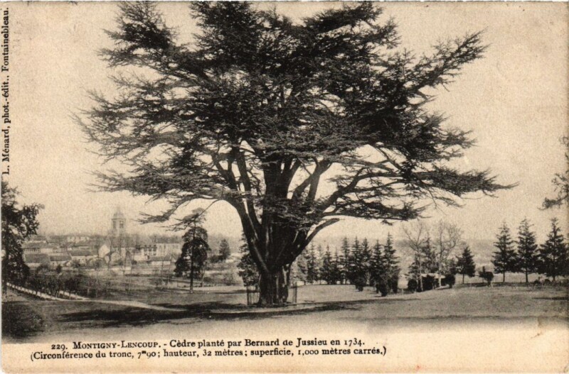 Carte postale ancienne Montigny-Lencoup Cedre Plante par Bernard de Jussieu en 1734 à Montigny-Lencoup