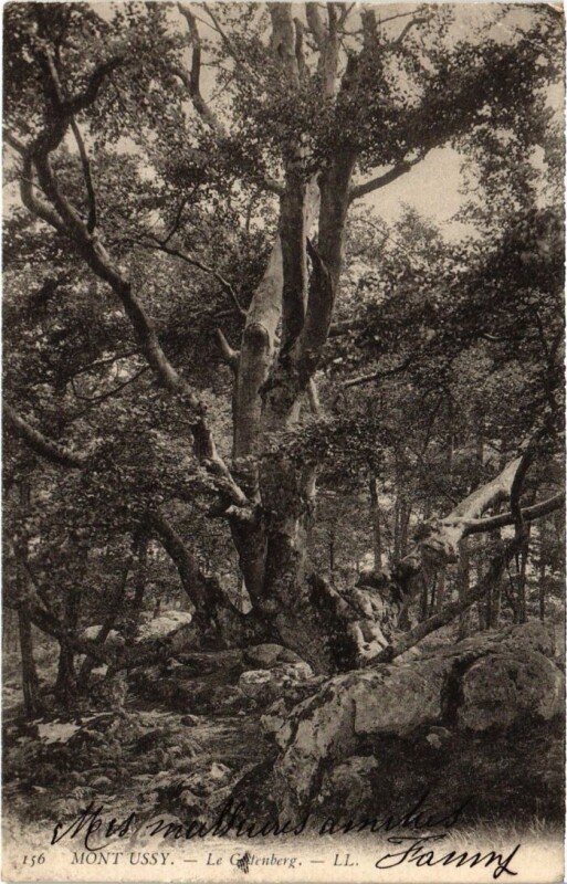 Carte postale ancienne Mont Ussy - Tree
