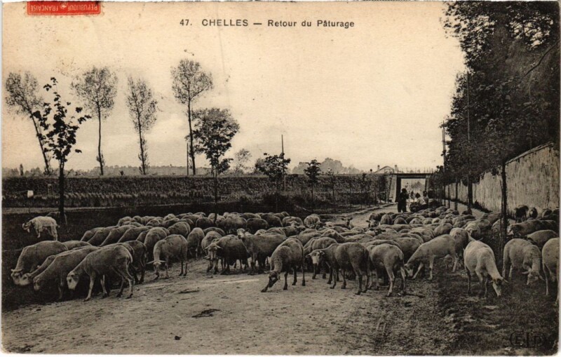 Carte postale ancienne Chelles Retour du Paturage à Chelles