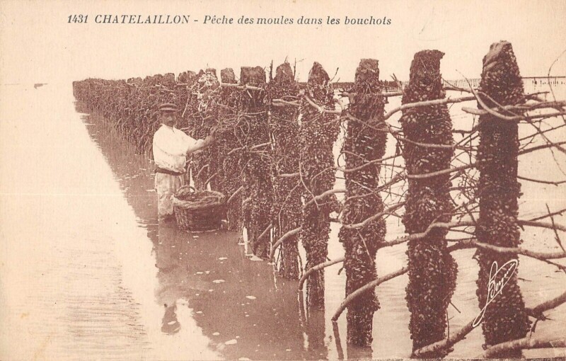 Carte postale ancienne Chatelaillon Peche Des Moules Dans Les Bochots