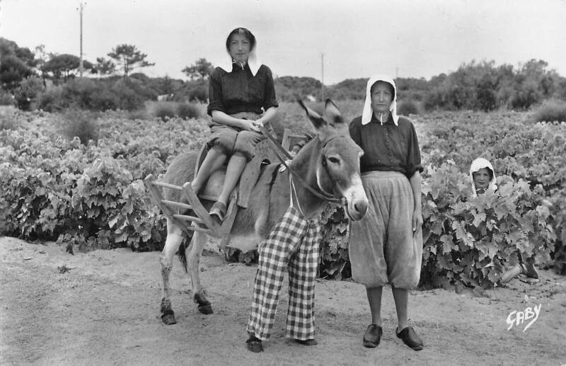 Carte postale ancienne Ile De Re Ane En Culotte