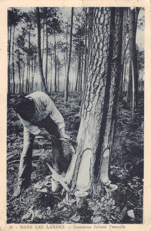 Carte postale ancienne Dans Les Landes Gemmeur Faisant L'Entaille