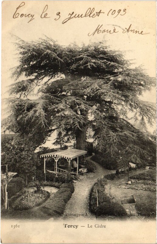 Carte postale ancienne Le Cèdre à Torcy