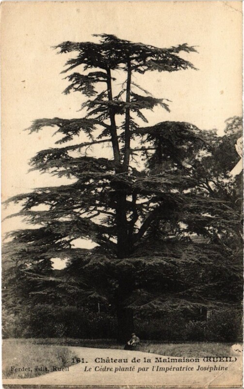 Carte postale ancienne Chateau de la Malmaison La Cedre plante