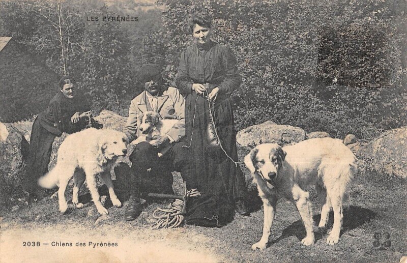 Carte postale ancienne Chiens Des Pyrenees