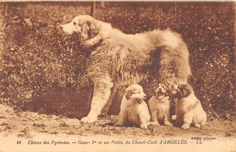 Carte postale ancienne Chiens Des Pyrenees Gazos 1ER Et Ses Petits Du Chenil Club D'Argeles