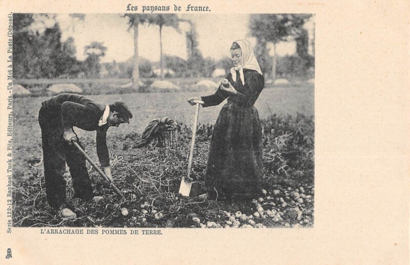 Carte postale ancienne Agriculture Les Paysans De France L'Arrachage Des Pommes De Terre