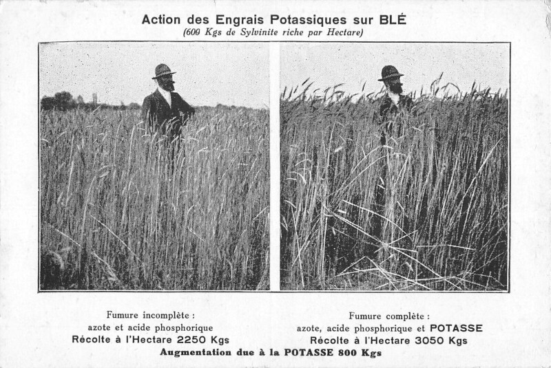 Carte postale ancienne Agriculture Augmentation Due A La Potasse Action Des Engrais