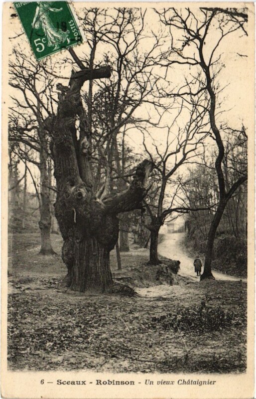 Carte postale ancienne Robinson un vieux Chataignier