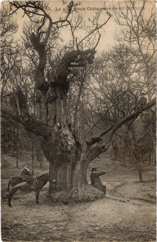Carte postale ancienne Robinson Le plus vieux Chataignier