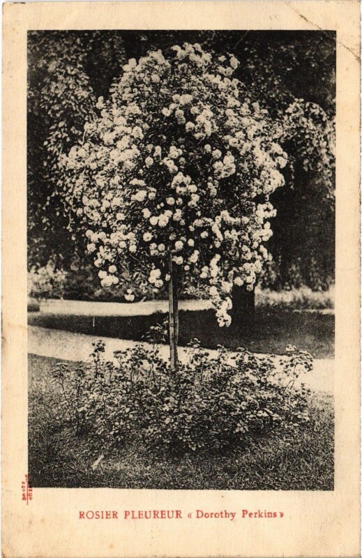 Carte postale ancienne Chatenay Rosier Pleureur