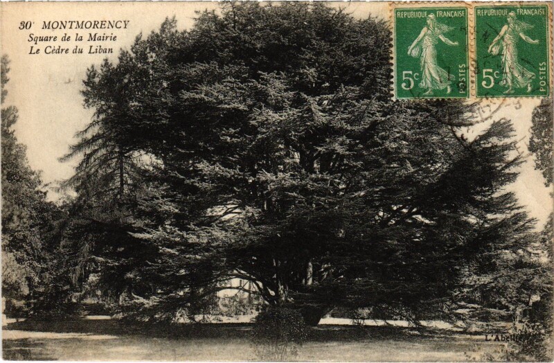 Carte postale ancienne Montmorency Square de la Mairie Le Cedre du Liban à Montmorency
