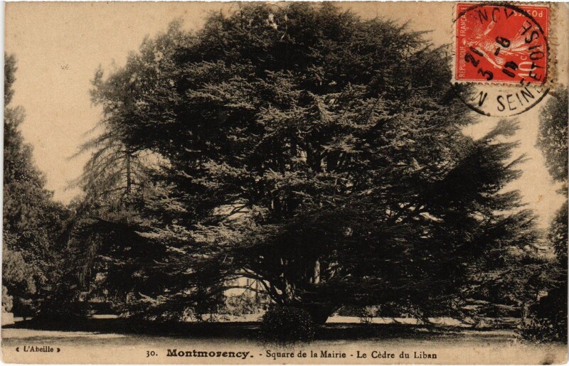 Carte postale ancienne Montmorency Square de la Mairie Le Cedre du Liban à Montmorency
