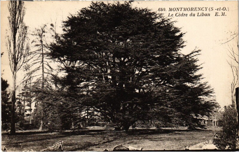 Carte postale ancienne Montmorency Le Cedre du Liban à Montmorency