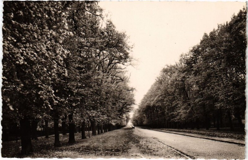 Carte postale ancienne Bellevue Allee du Chateau