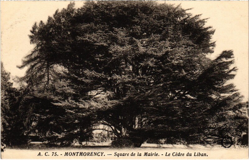 Carte postale ancienne Montmorency Square de la Mairie Le Cedre du Liban à Montmorency