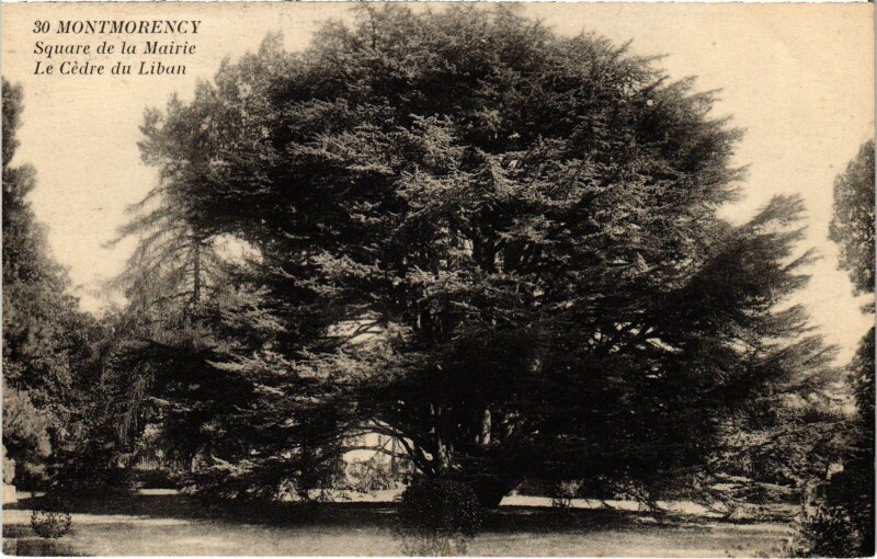 Carte postale ancienne Montmorency Square de la Mairie Le Cedre du Liban à Montmorency
