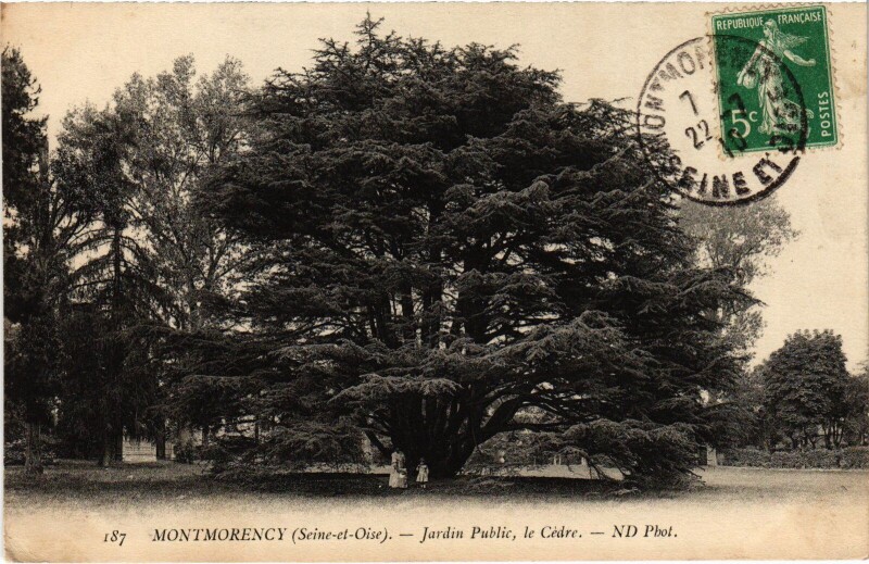 Carte postale ancienne Montmorency Jardin public, le Cedre à Montmorency