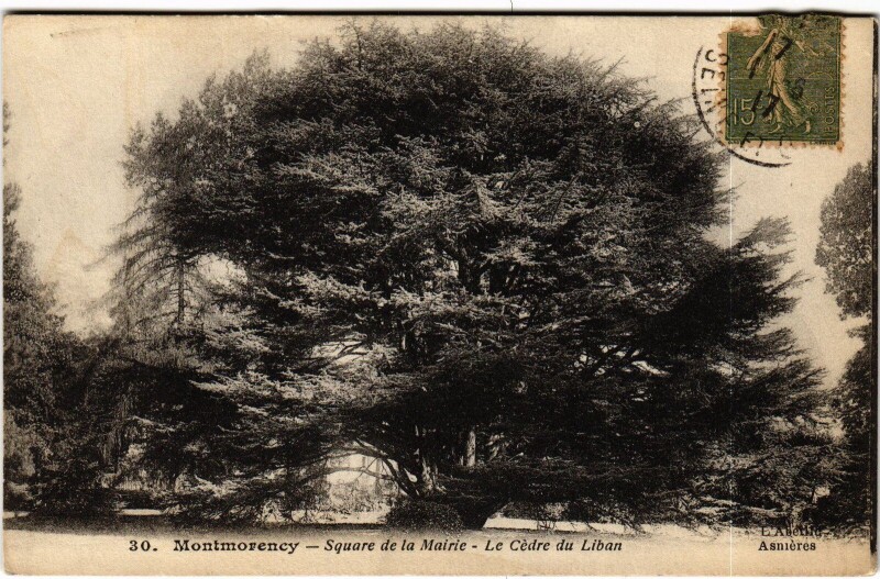 Carte postale ancienne Montmorency Square de la Mairie Le Cedre du Liban à Montmorency