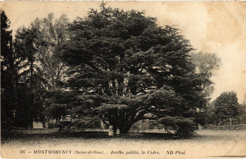 Carte postale ancienne Montmorency Jardin public, le Cedre à Montmorency