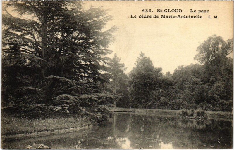 Carte postale ancienne Saint-Cloud Le Parc - Le Cedre de Marie-Antoinnette à Saint-Cloud