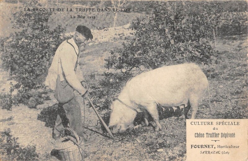 Carte postale ancienne Sarrazac Fournet Horticulteur La Recolte De La Truffe La Bete Cave / Rare