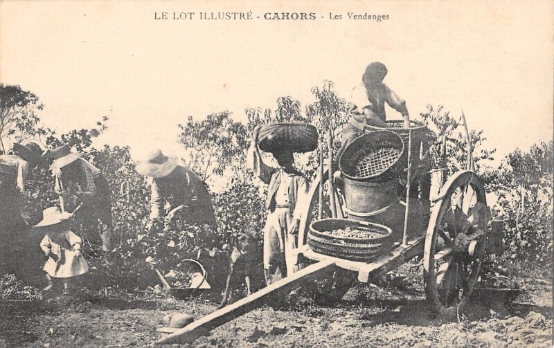 Carte postale ancienne Cahors Les Vendanges à Cahors
