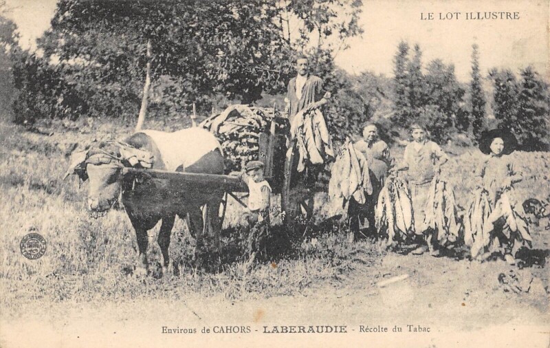 Carte postale ancienne Laberaudie Une Recolte De Tabac