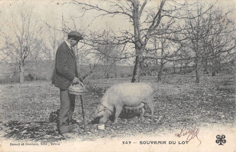 Carte postale ancienne Souvenir Du Lot Chercheur De Truffes Cochon