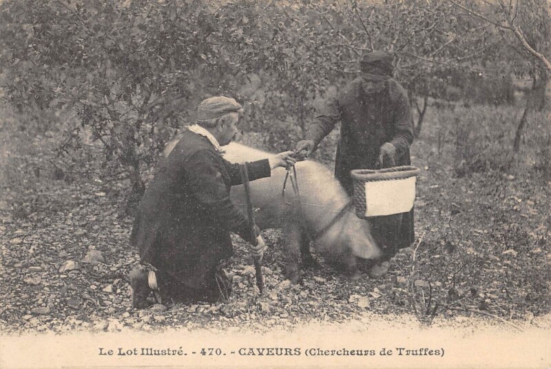 Carte postale ancienne Le Lot Caveurs Chercheurs De Truffes Cochon Rose