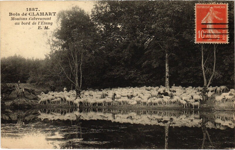 Carte postale ancienne Clamart Moutons s'abreuvant au bord de l'Etang France à Clamart