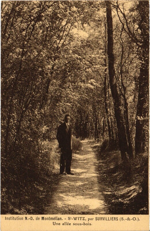Carte postale ancienne Survilliers Une allee sous-bois France à Survilliers