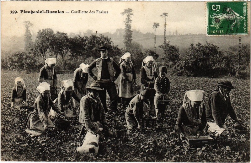 Carte postale ancienne Plougastel-Daoulas Cueillette des Fraises à Daoulas