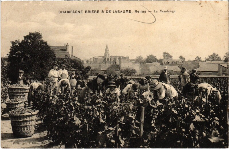 Carte postale ancienne Champagne Reims La Vendange Champagne Briere et de Labaume à Reims