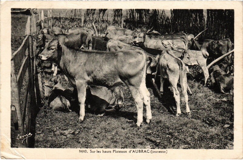 Carte postale ancienne Aubrac Sur les hauts Plateaux