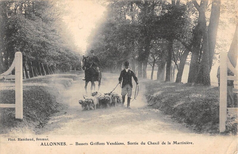 Carte postale ancienne Allonnes Bassets Griffons Vendeens Sortie Du Chenil De La Martiniere à Allonnes