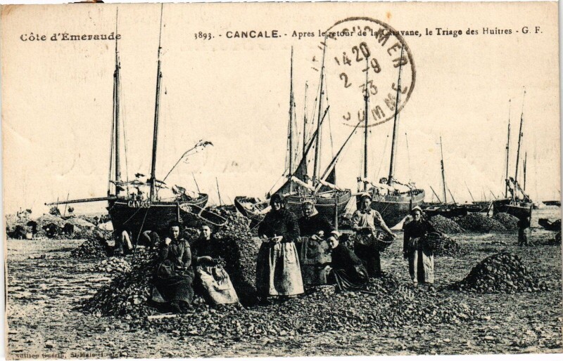 Carte postale ancienne Cancale Apres le retour Triage des huitres à Cancale