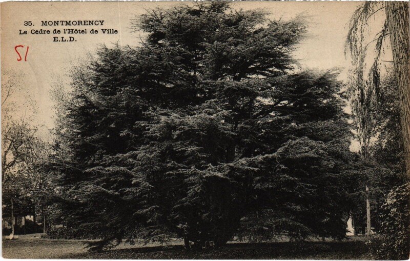Carte postale ancienne Montmorency Le Cedre de l'Hotel de Ville France à Montmorency