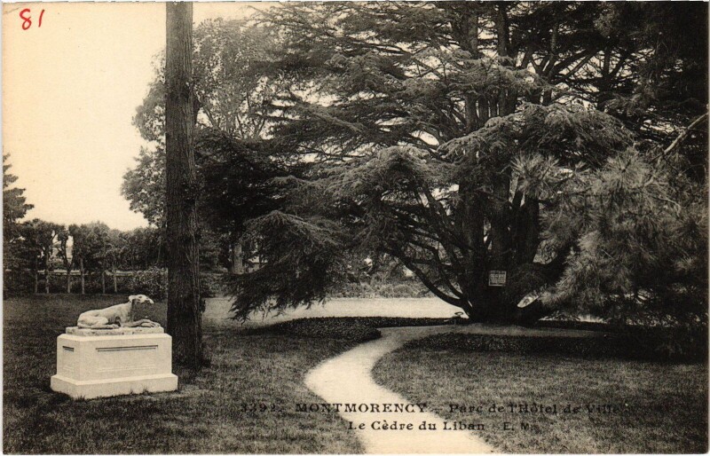 Carte postale ancienne Montmorency Le Cedre du Liban France à Montmorency