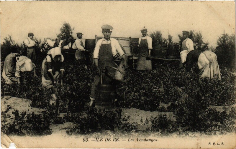 Carte postale ancienne Ile de Ré les Vendanges