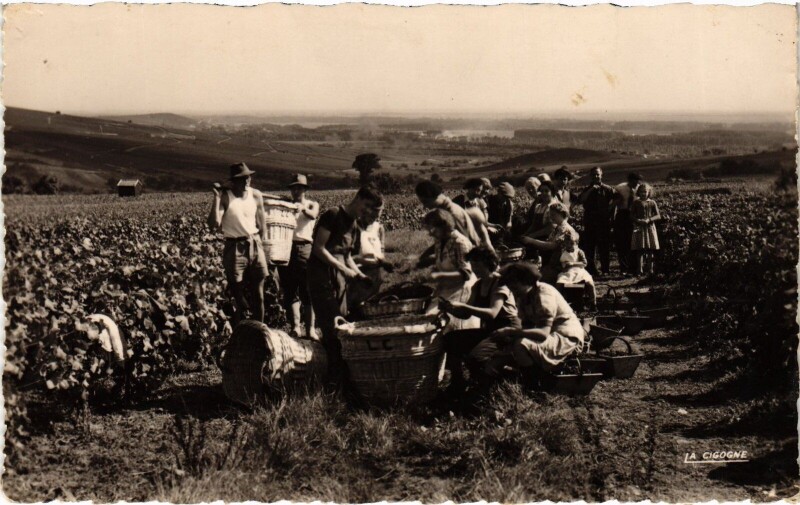 Carte postale ancienne Ay Scne de vendanges