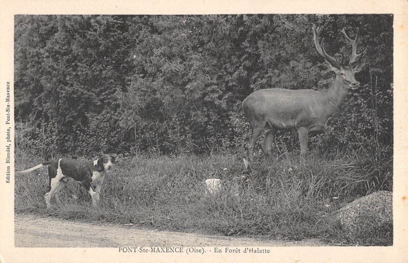 Carte postale ancienne Pont Sainte Maxence - En Foret D'Halatte à Pont-Sainte-Maxence