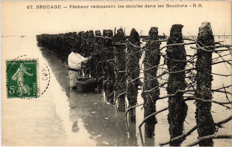 Carte postale ancienne Brouage Pecheur ramassant les moules dans les Bouchots