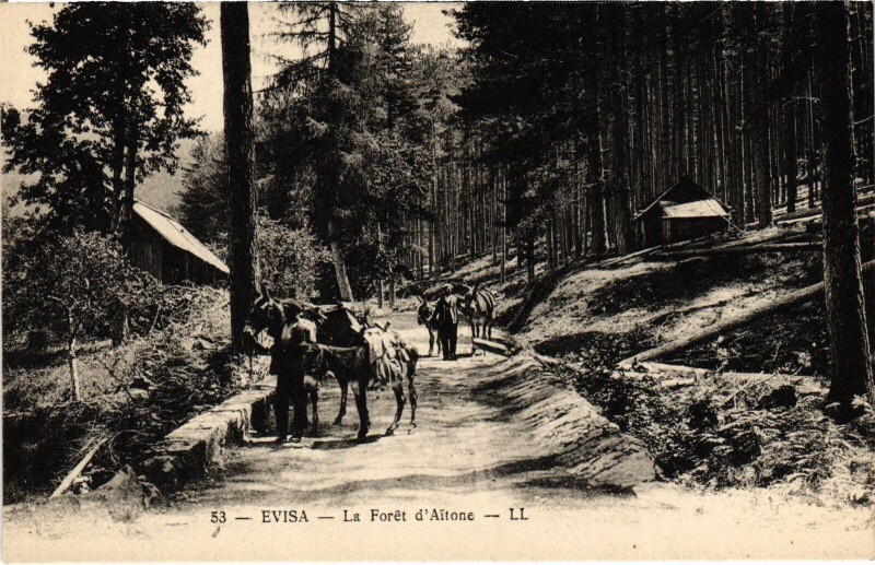 Carte postale ancienne Evisa La Foret d'Aitone