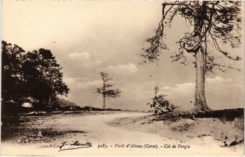 Carte postale ancienne Foret d'Aitone - Col de Vergio
