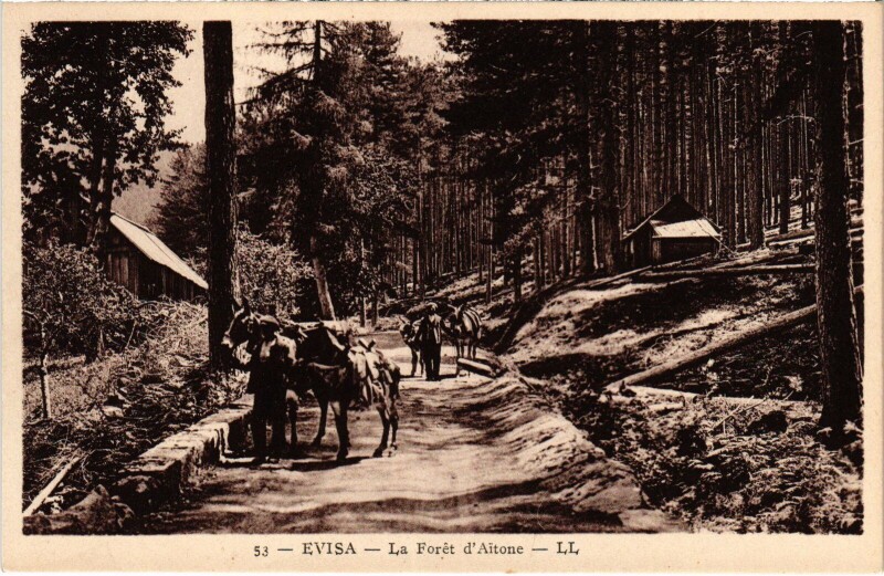 Carte postale ancienne Evisa La Foret d'Aitone