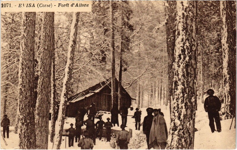 Carte postale ancienne Evisa La Foret d'Aitone