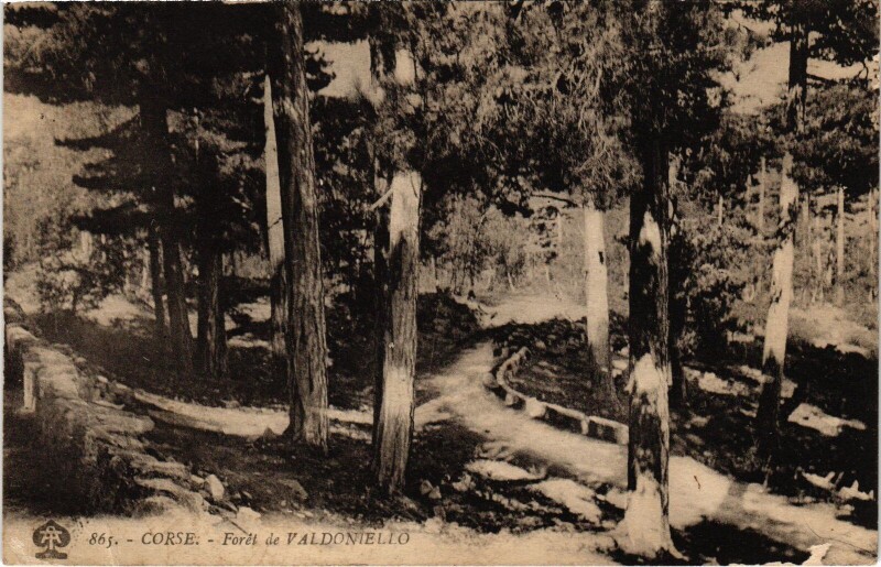 Carte postale ancienne Foret de Valdoniello