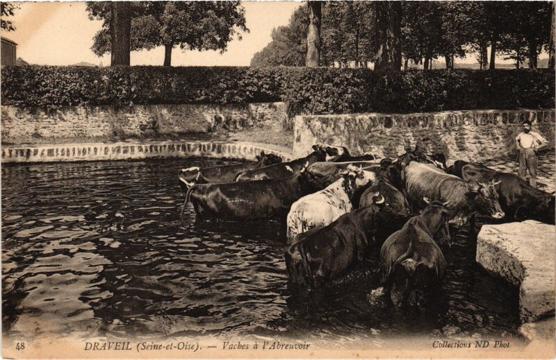 Carte postale ancienne Draveil Vaches a l'Abreuvoir à Draveil